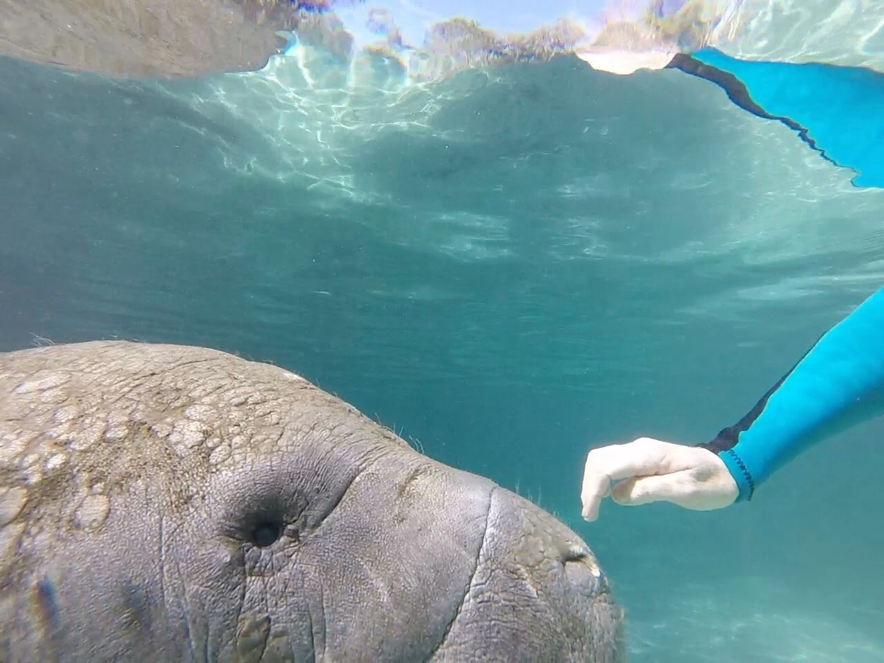 The Gentle Giant, Manatees Of Crystal River, FL - Curious Craig